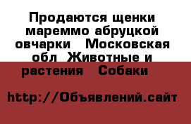 Продаются щенки мареммо-абруцкой овчарки - Московская обл. Животные и растения » Собаки   